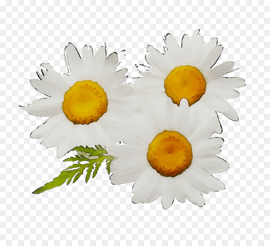 Margaridas，Florescer PNG