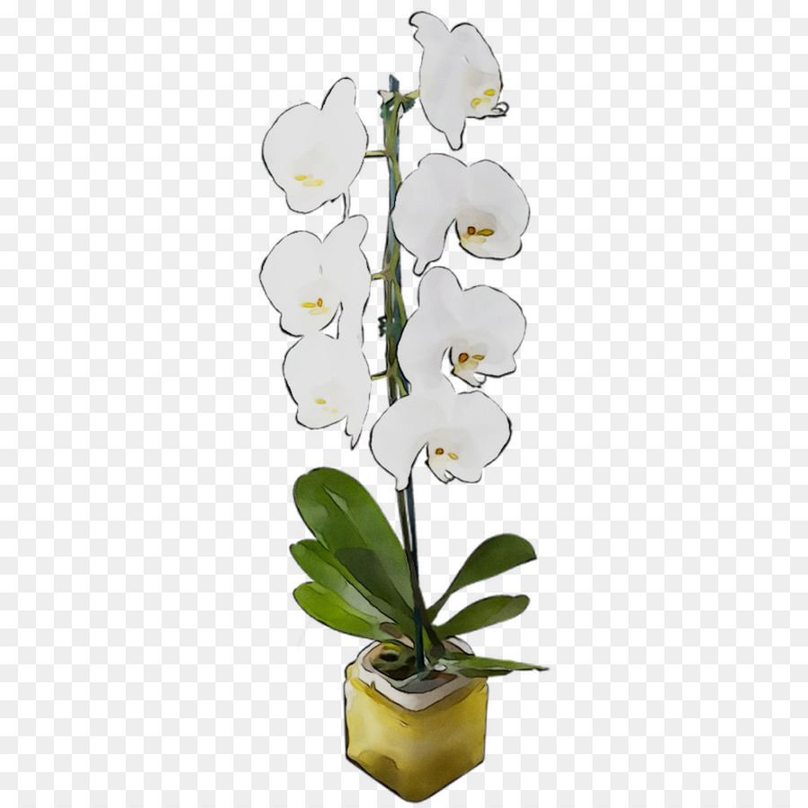 Orquídea，Flor PNG