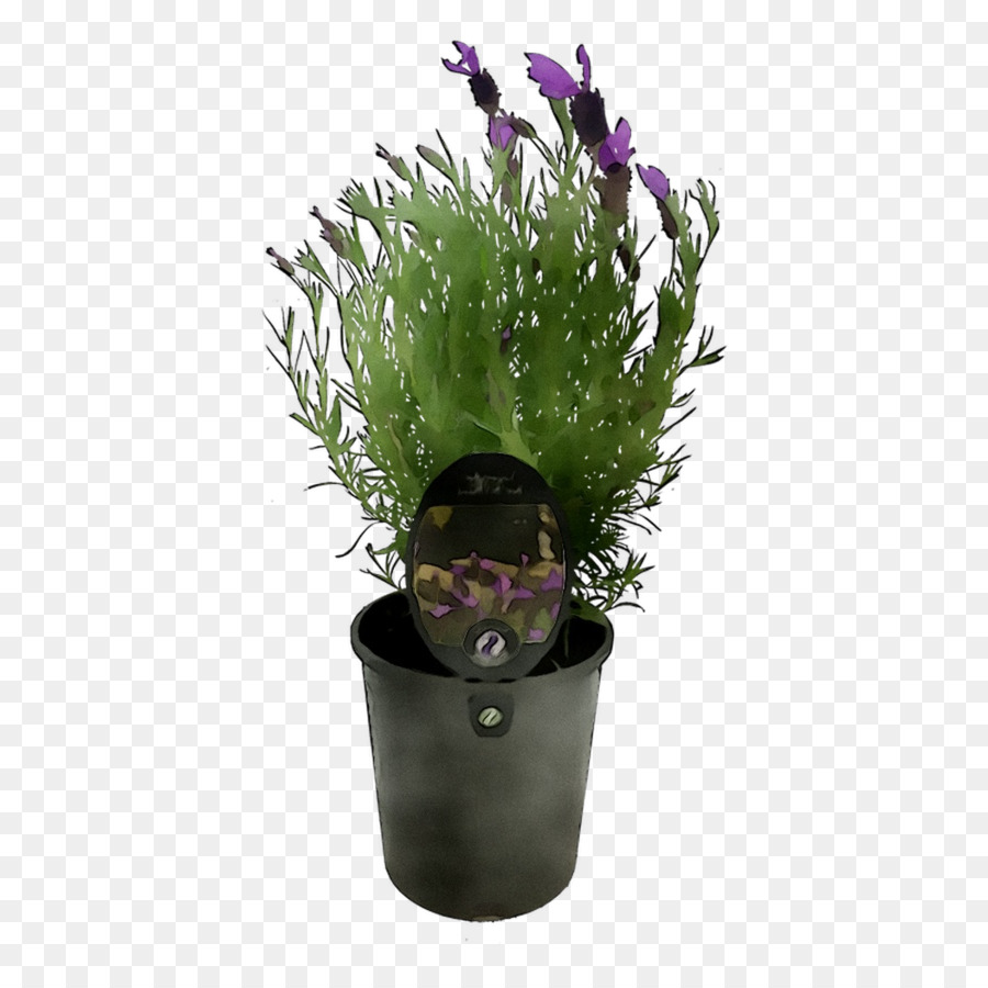 Flowerpot，Planta De Casa PNG