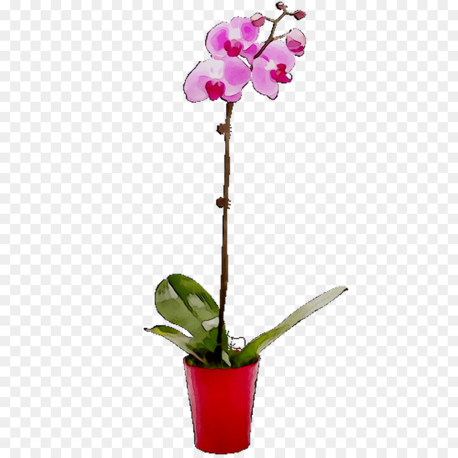 Orquídea Vermelha，Flor PNG