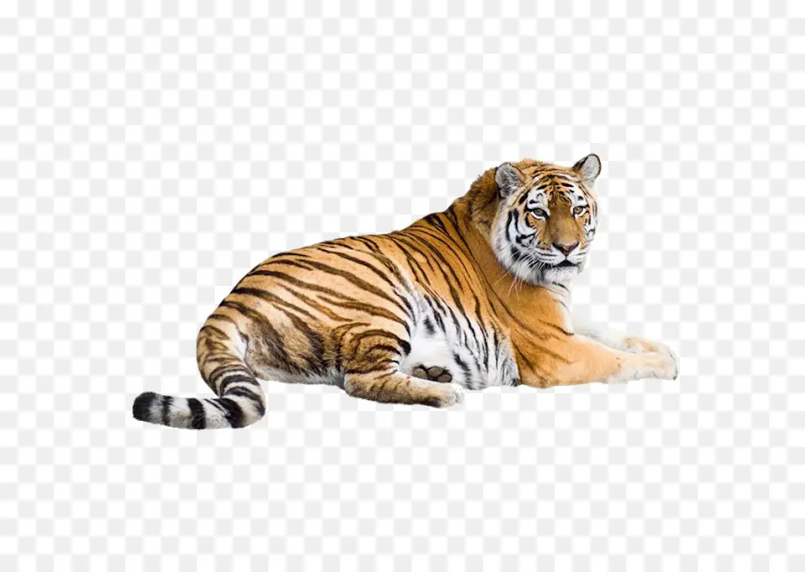Liger，Tigre De Bengala PNG