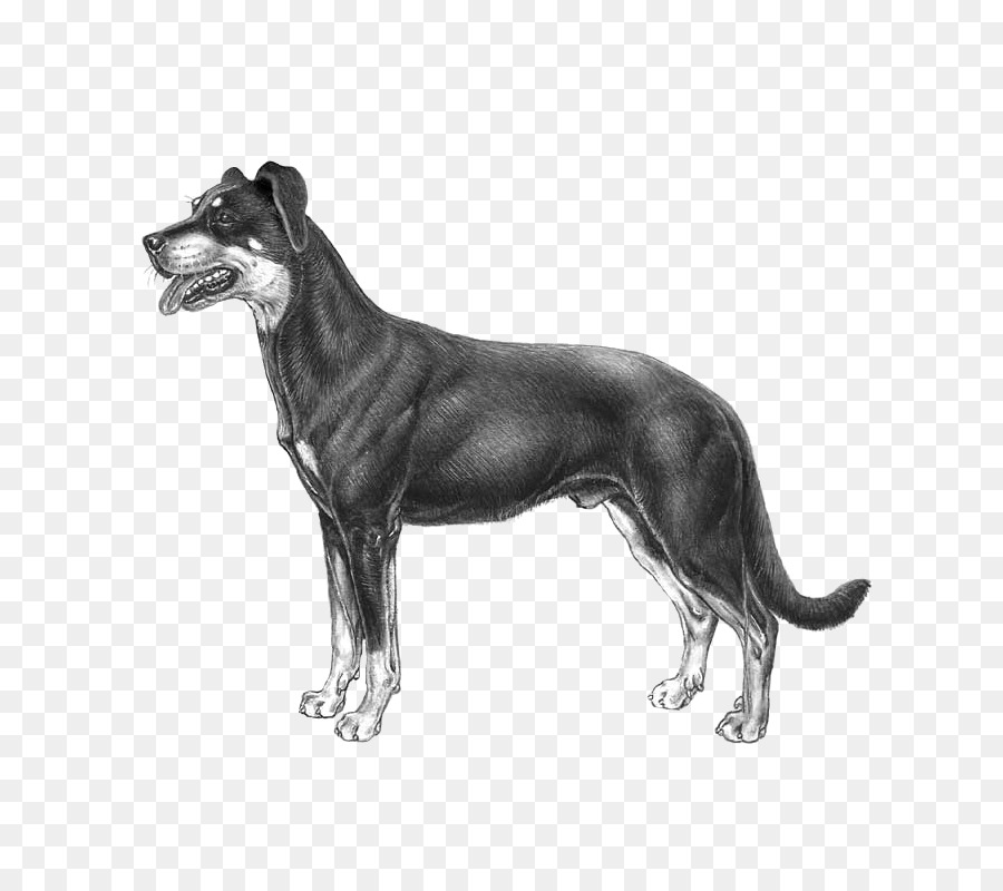 Great Dane，Beauceron PNG