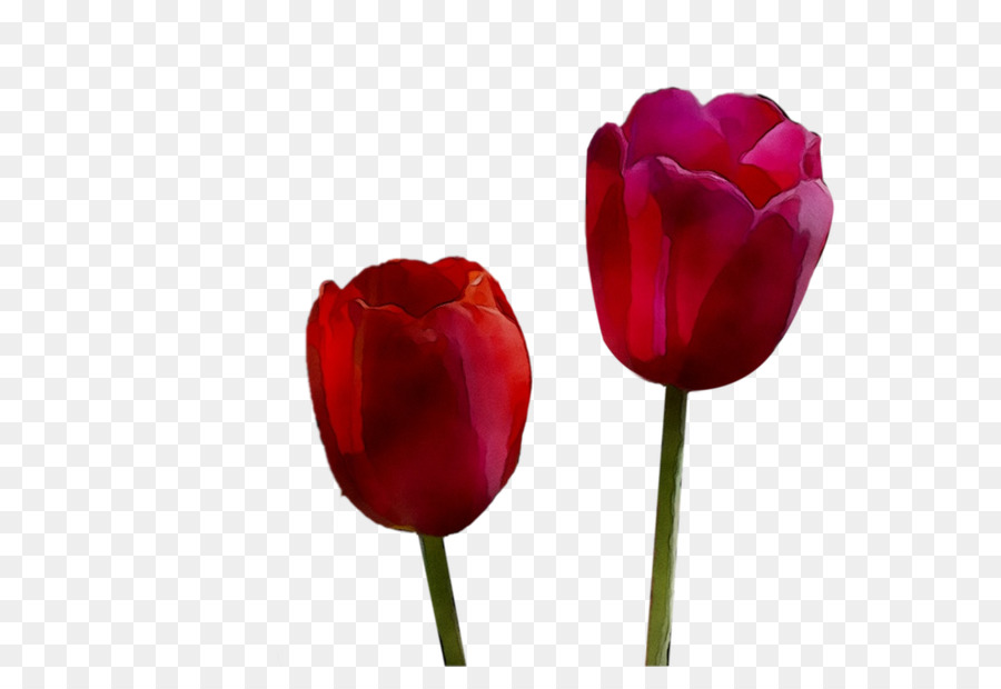 Tulipa，Plantar PNG