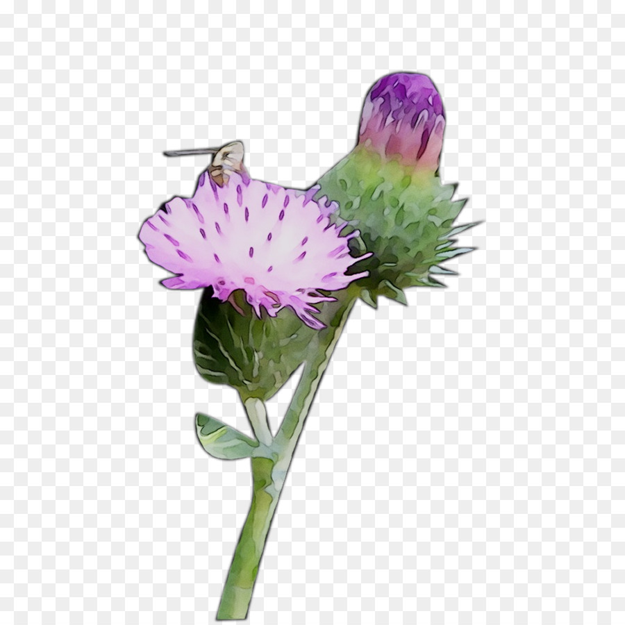 Cardo Roxo，Flor PNG