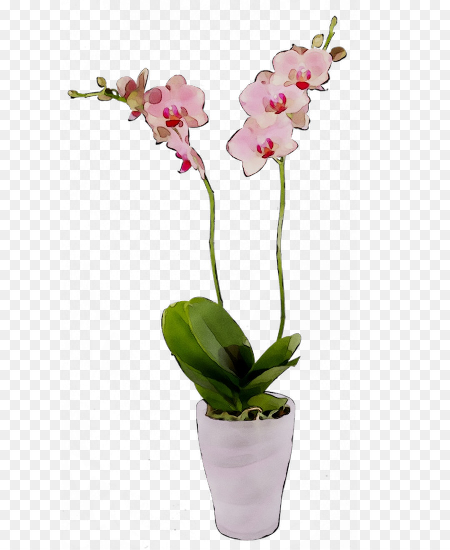 Planta Orquídea，Flor PNG