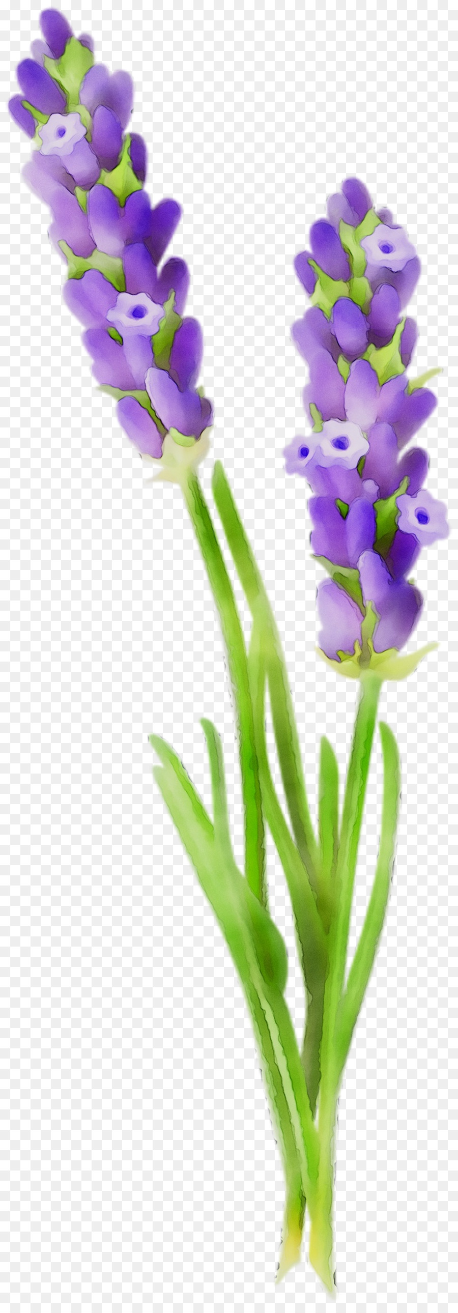 Inglês Lavanda，Flores De Corte PNG