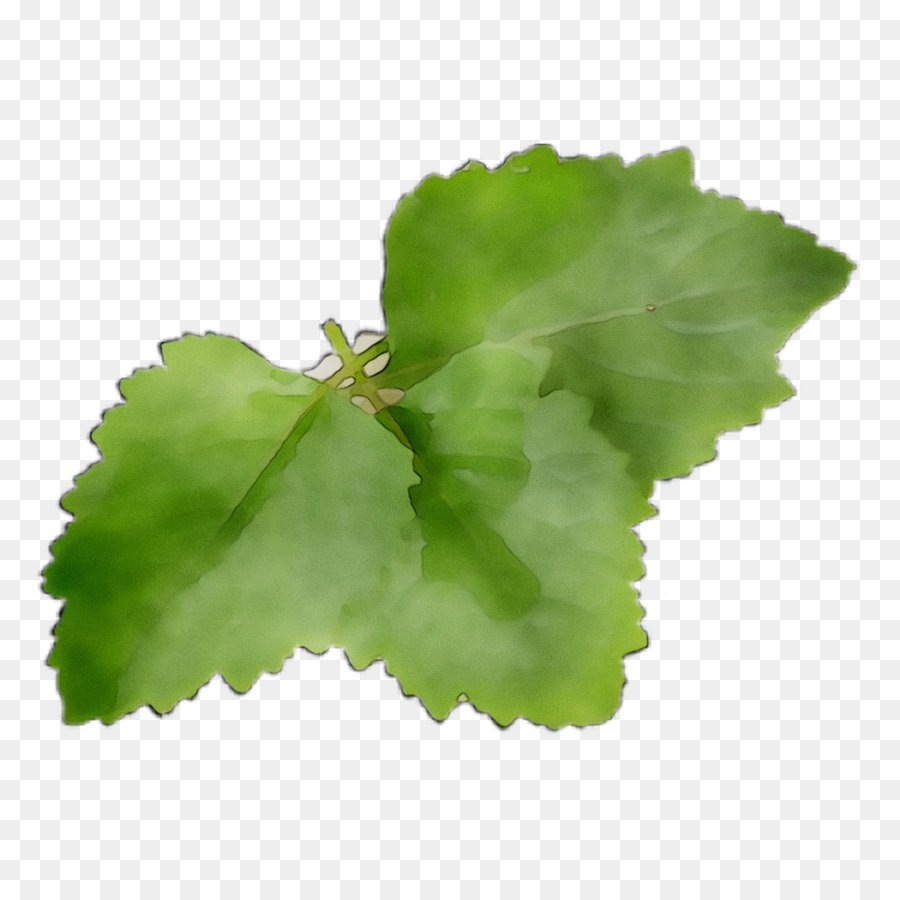 Folha，Verdes PNG