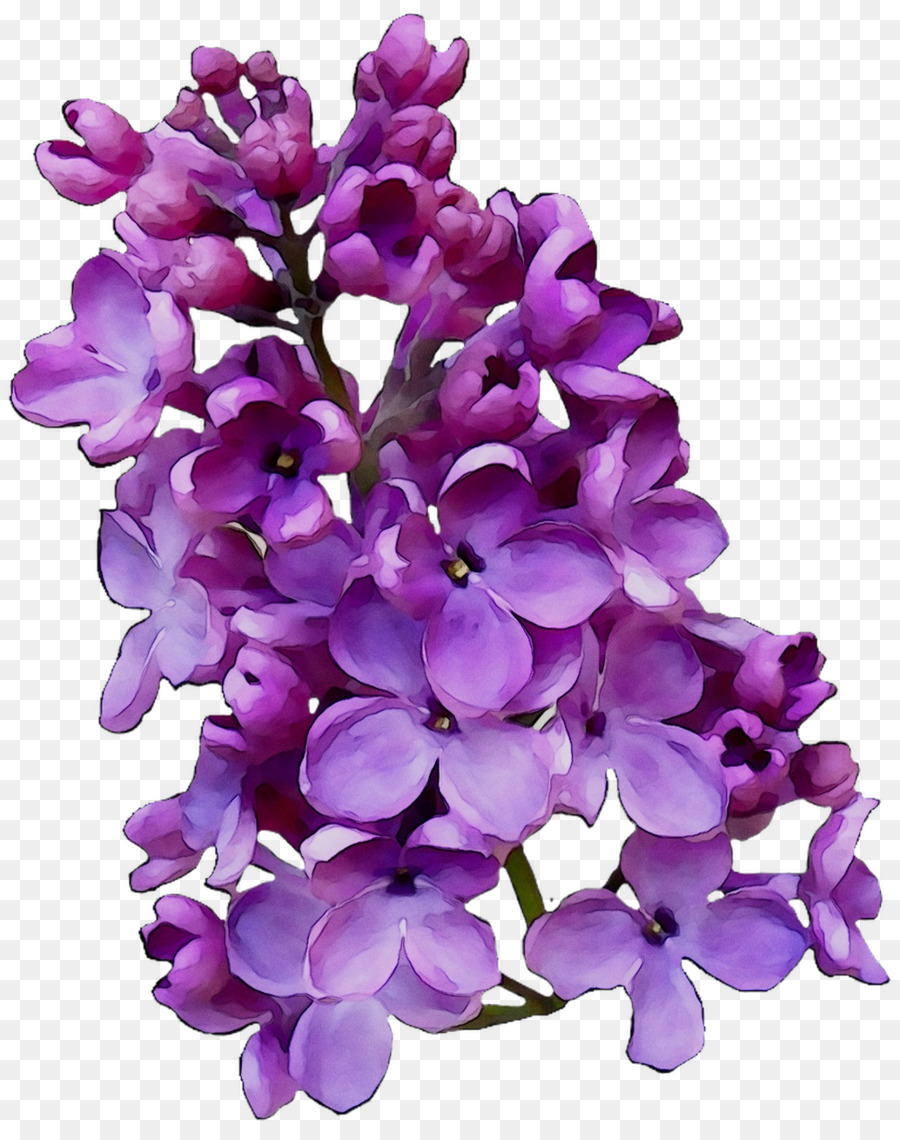 Flor，Florescer PNG