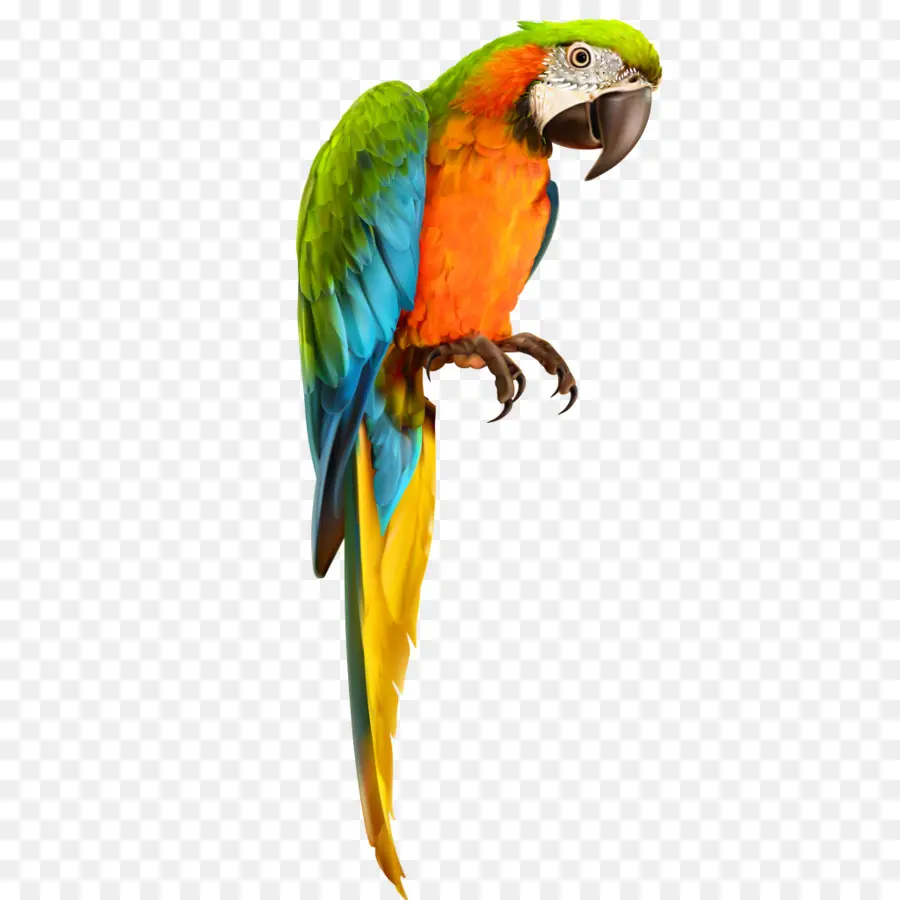 Papagaio，Arara PNG