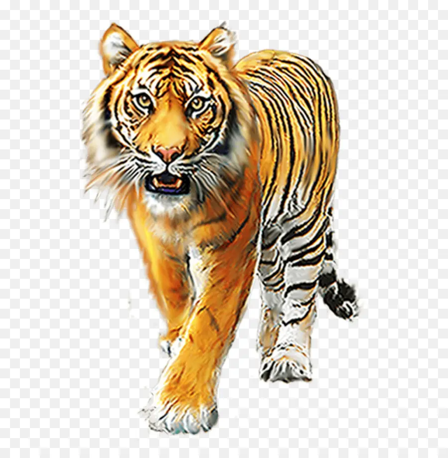 Tigre Branco，Gato Grande PNG