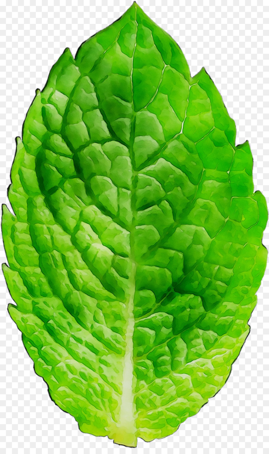 Primavera Verdes，Repolho PNG