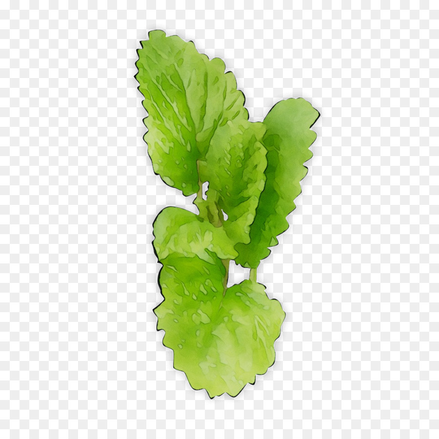 Folhas De Hortelã Verde，Erva PNG