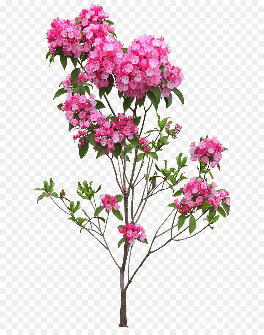 Árvore Florida Rosa，Florescer PNG