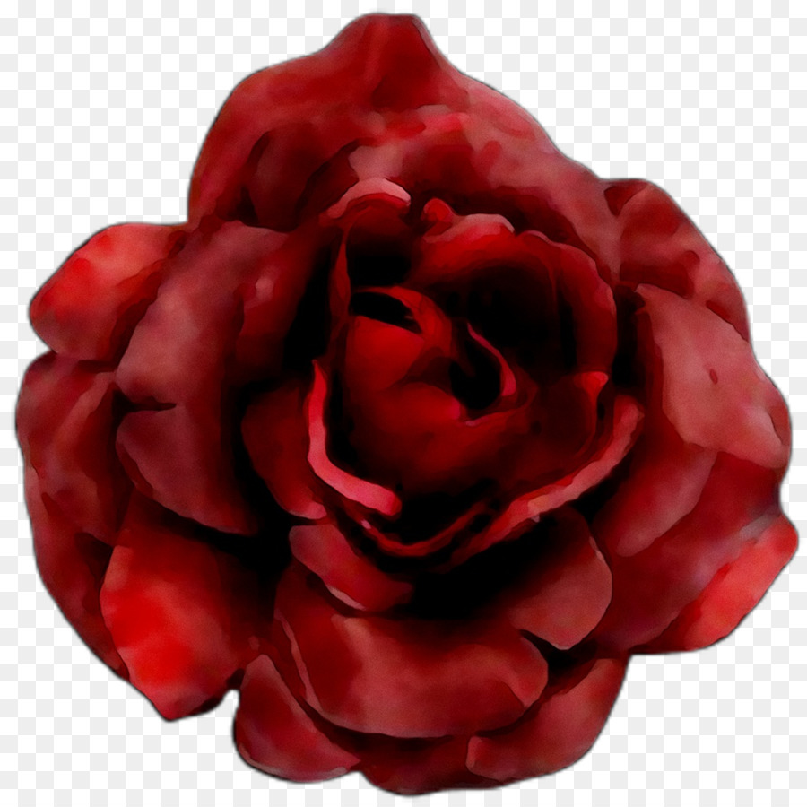 Rosa Vermelha，Florescer PNG