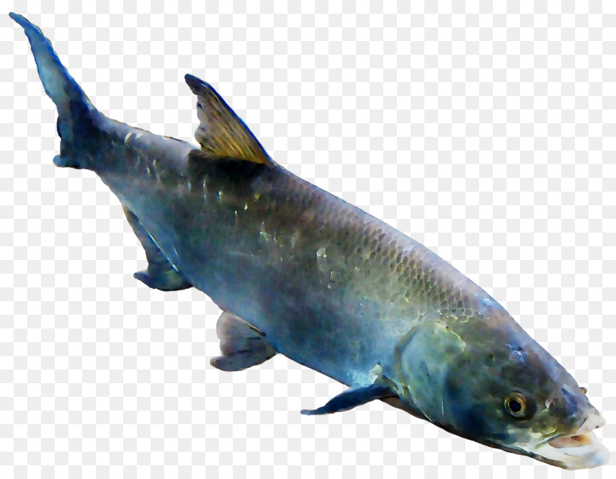 Salmão，Biologia Marinha PNG