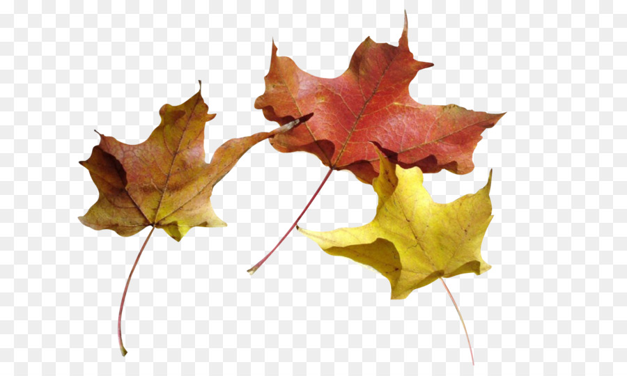Maple Leaf，Outono PNG