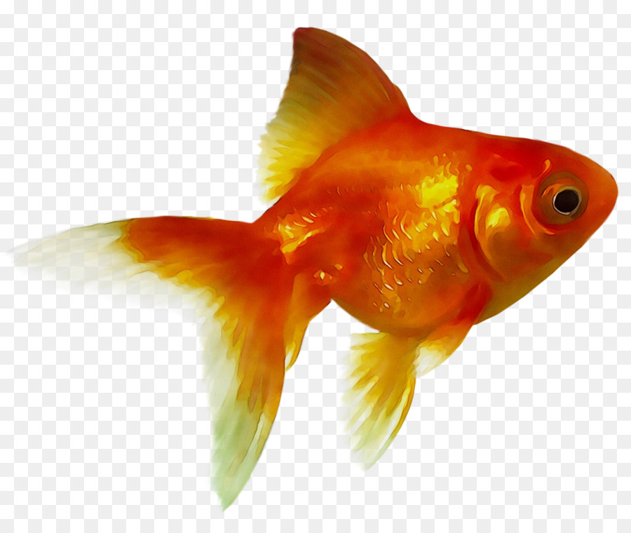 Peixinho，Alimentador De Peixe PNG