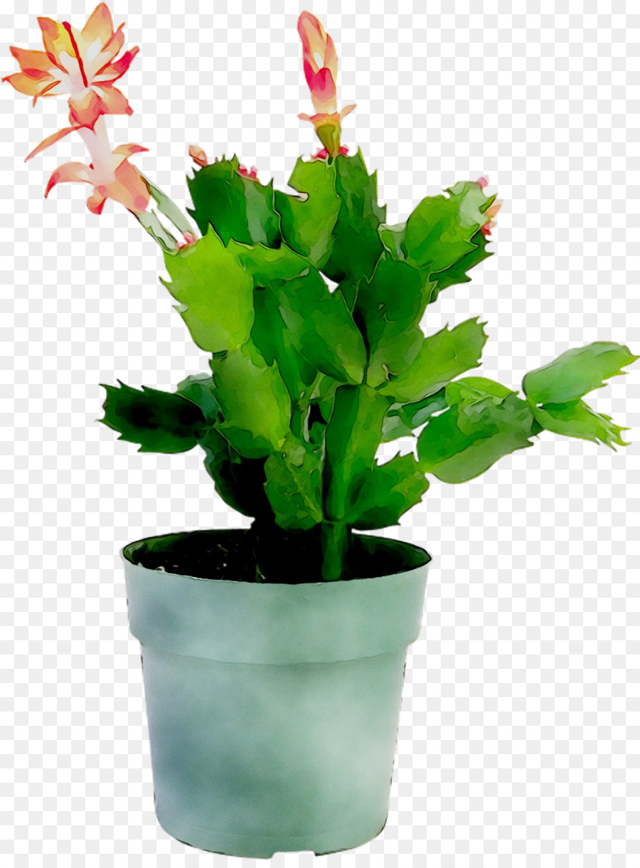 Planta Em Vaso，Flor PNG