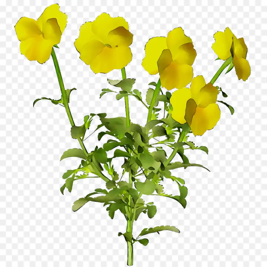 Flores De Corte，Planta De Mostarda PNG
