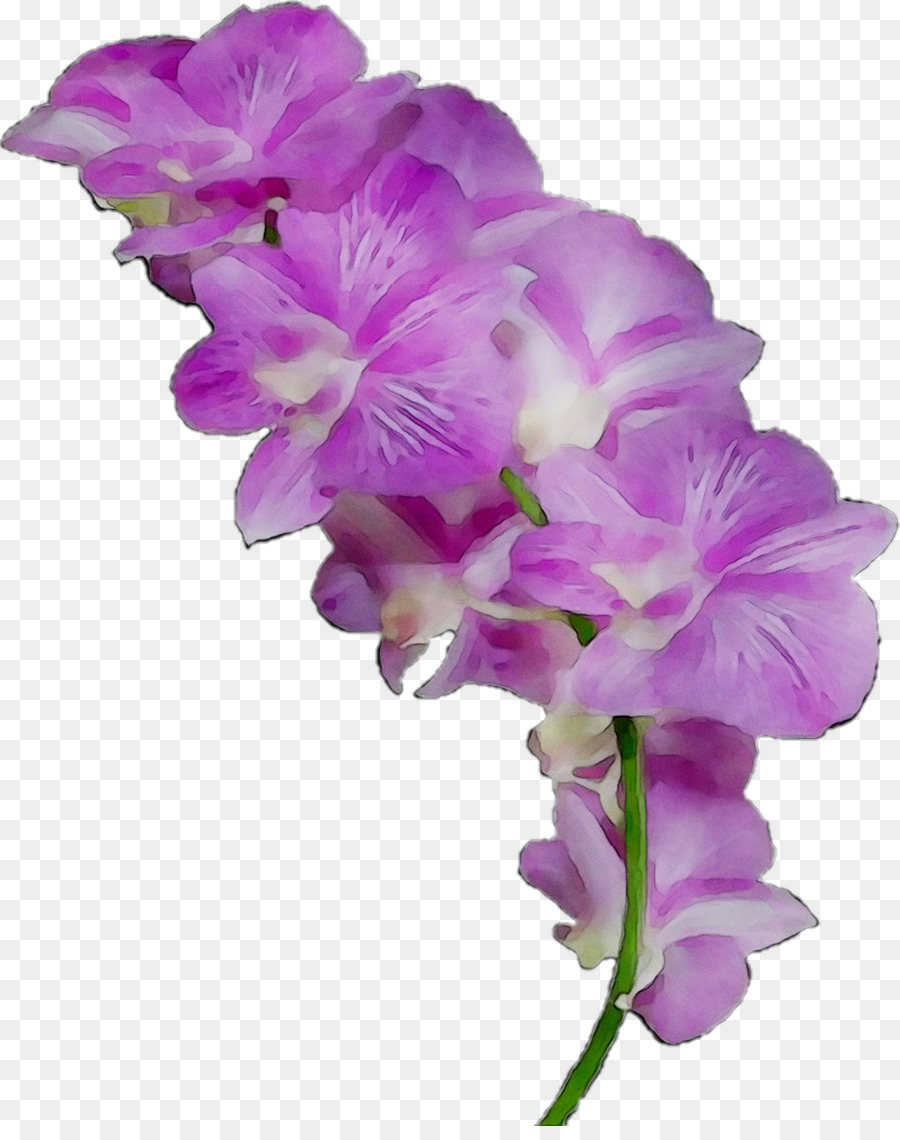 Orquídea Rosa，Florescer PNG