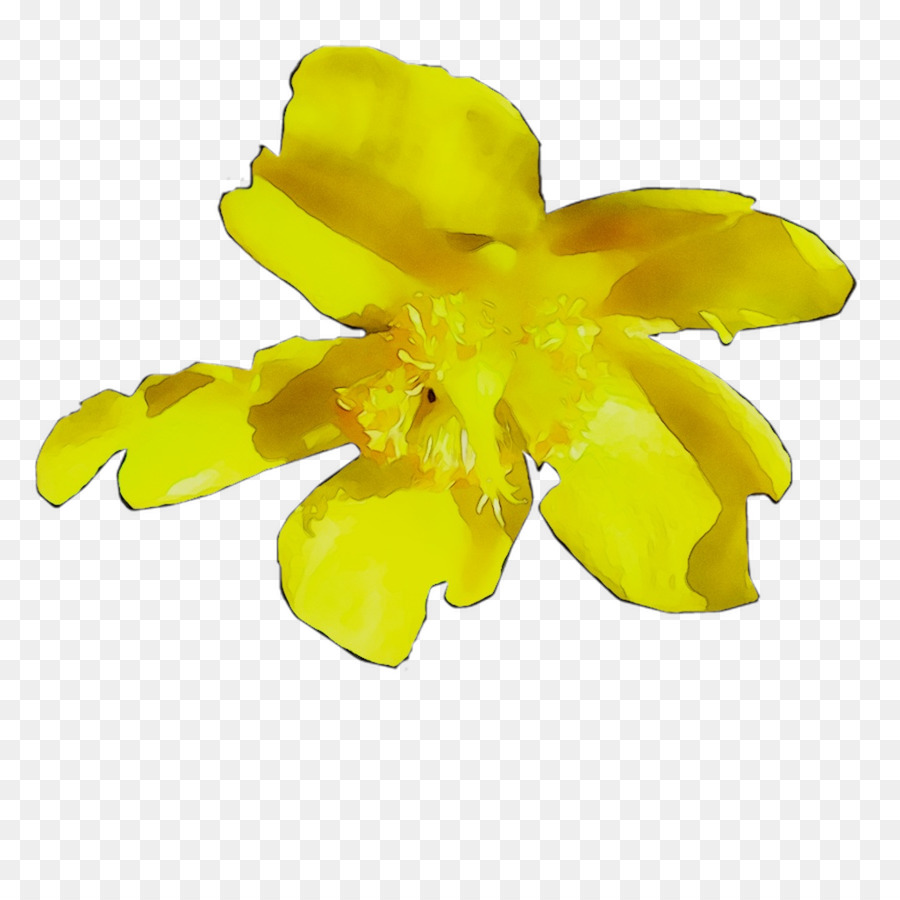 Flor Amarela，Pétalas PNG