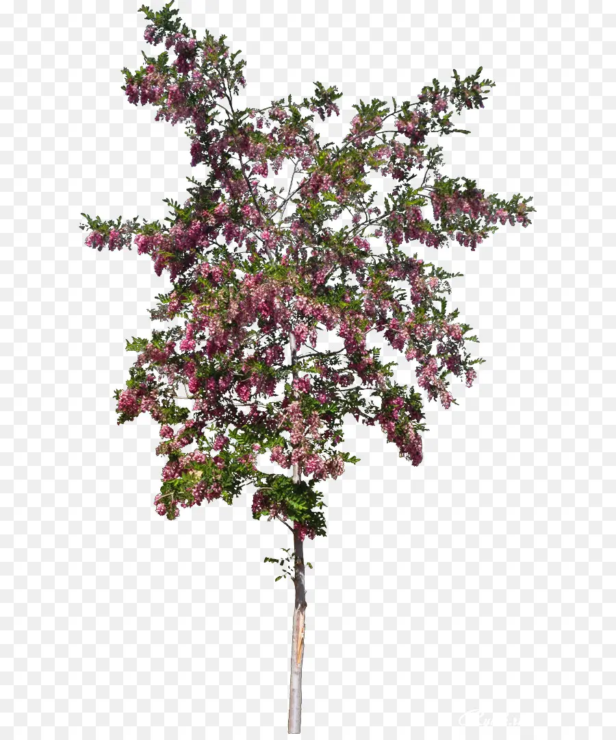 Arbusto，árvore PNG