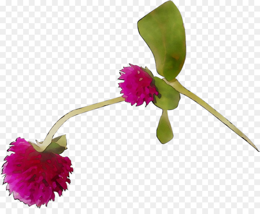 Flor Roxa，Florescer PNG