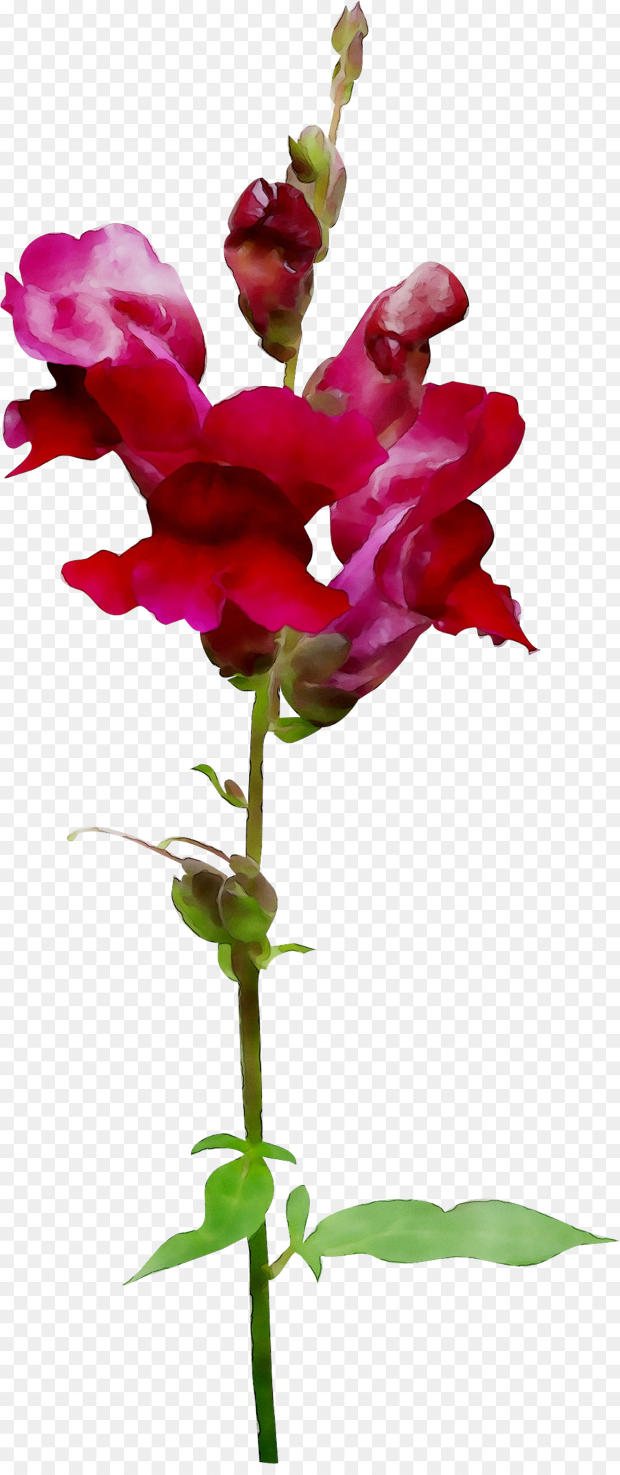 Flor，Florescer PNG