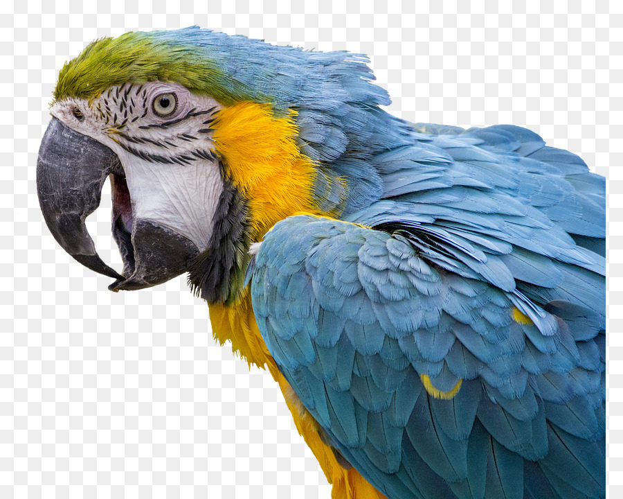 Aves，Blueandyellow Arara PNG