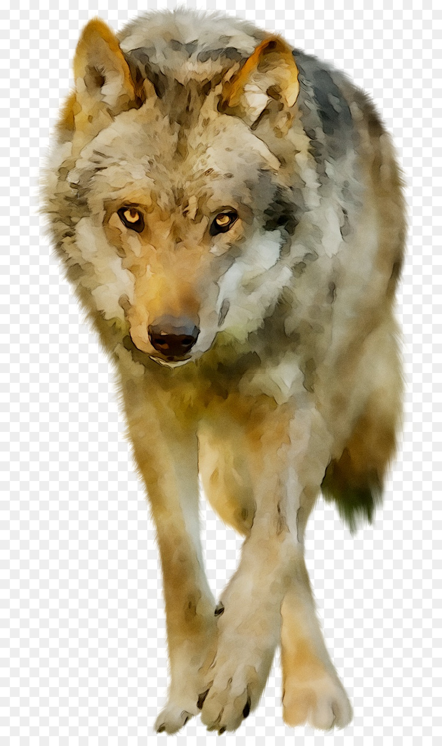 Tundra Lobo，Coyote PNG