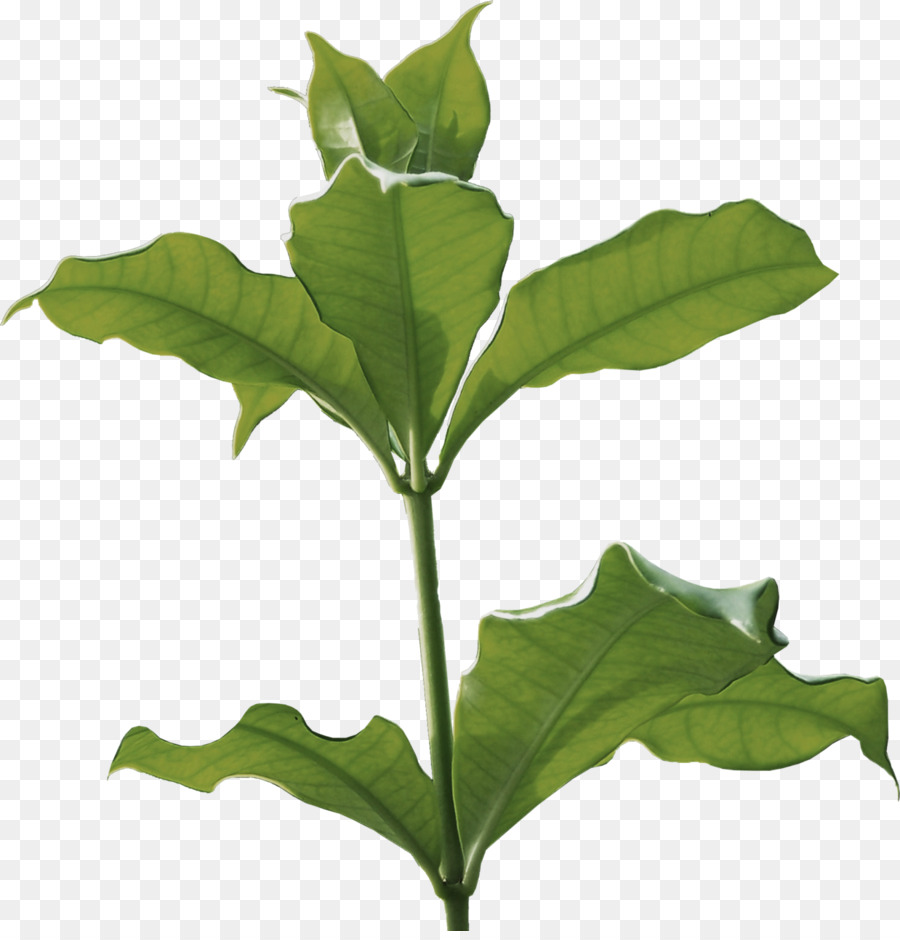 Folha，Planta Herbácea PNG