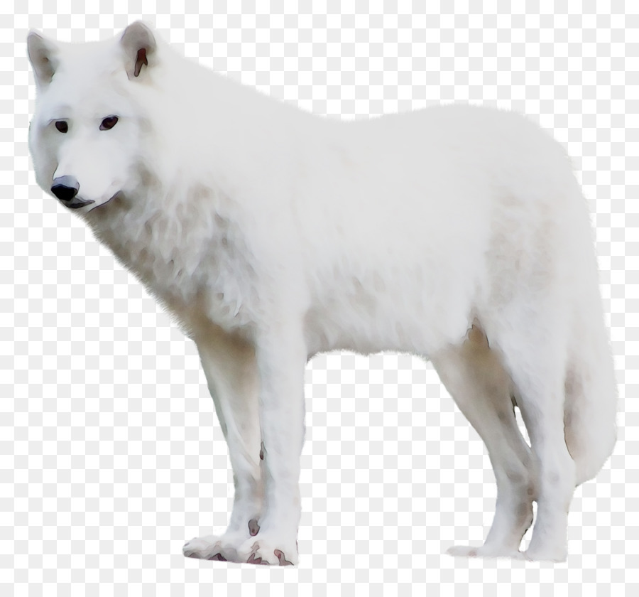 Raça Do Cão，A Groenlândia Cão PNG