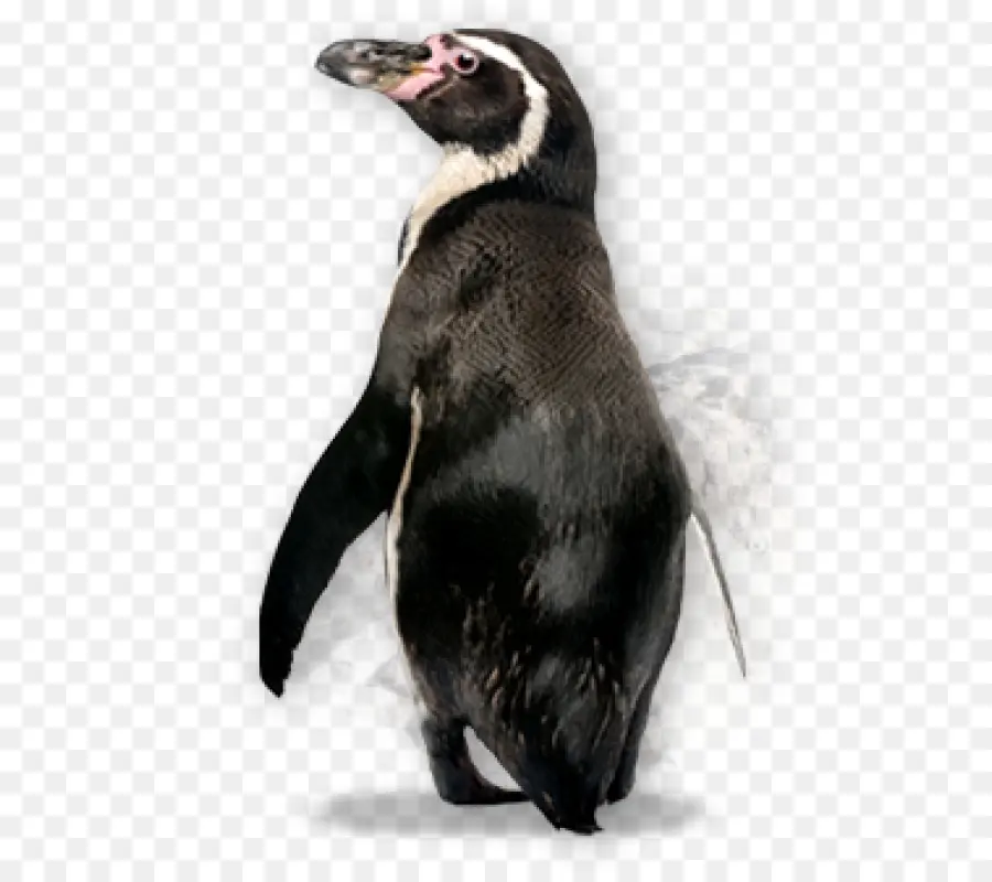 Penguin，Kowalski PNG