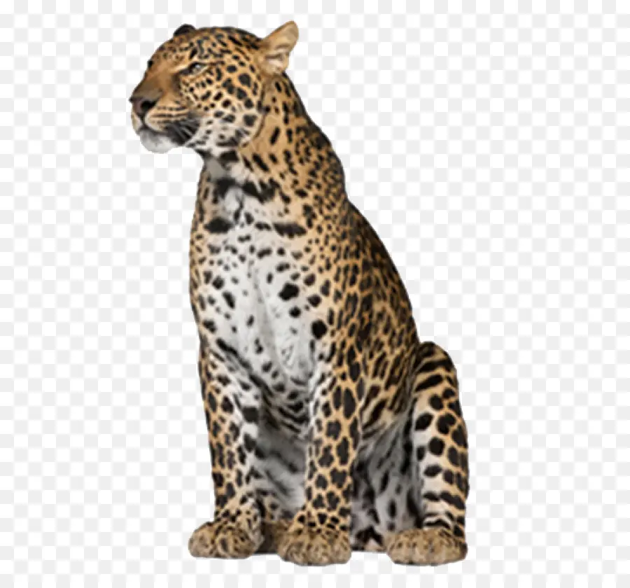 Leopardo，Pontos PNG