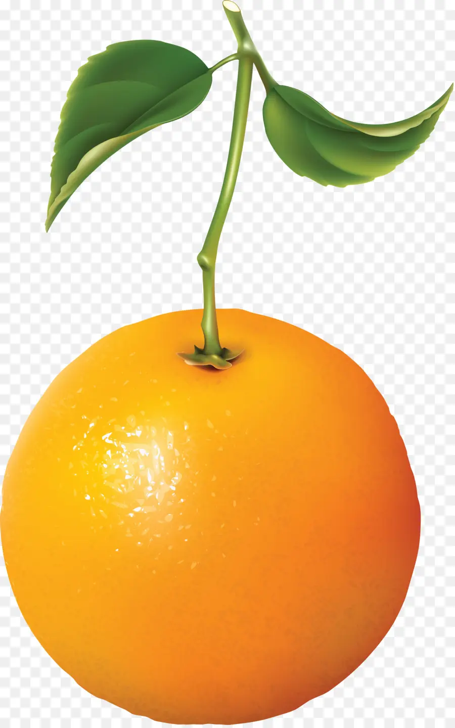 Laranja，Cítrico PNG