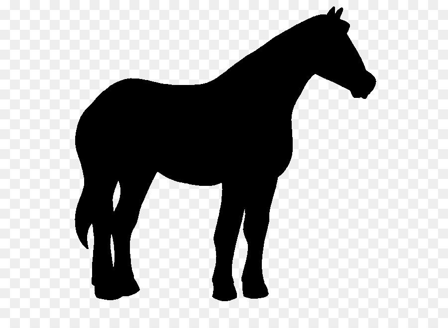 Cavalo，Equino PNG