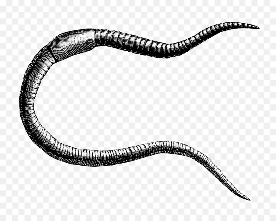 Worm，Annelid PNG