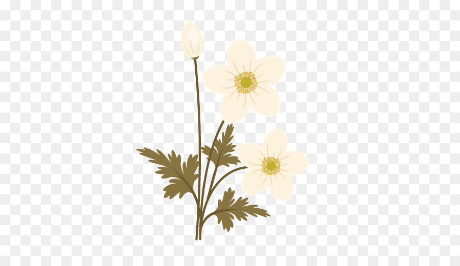 Flor，Florescer PNG