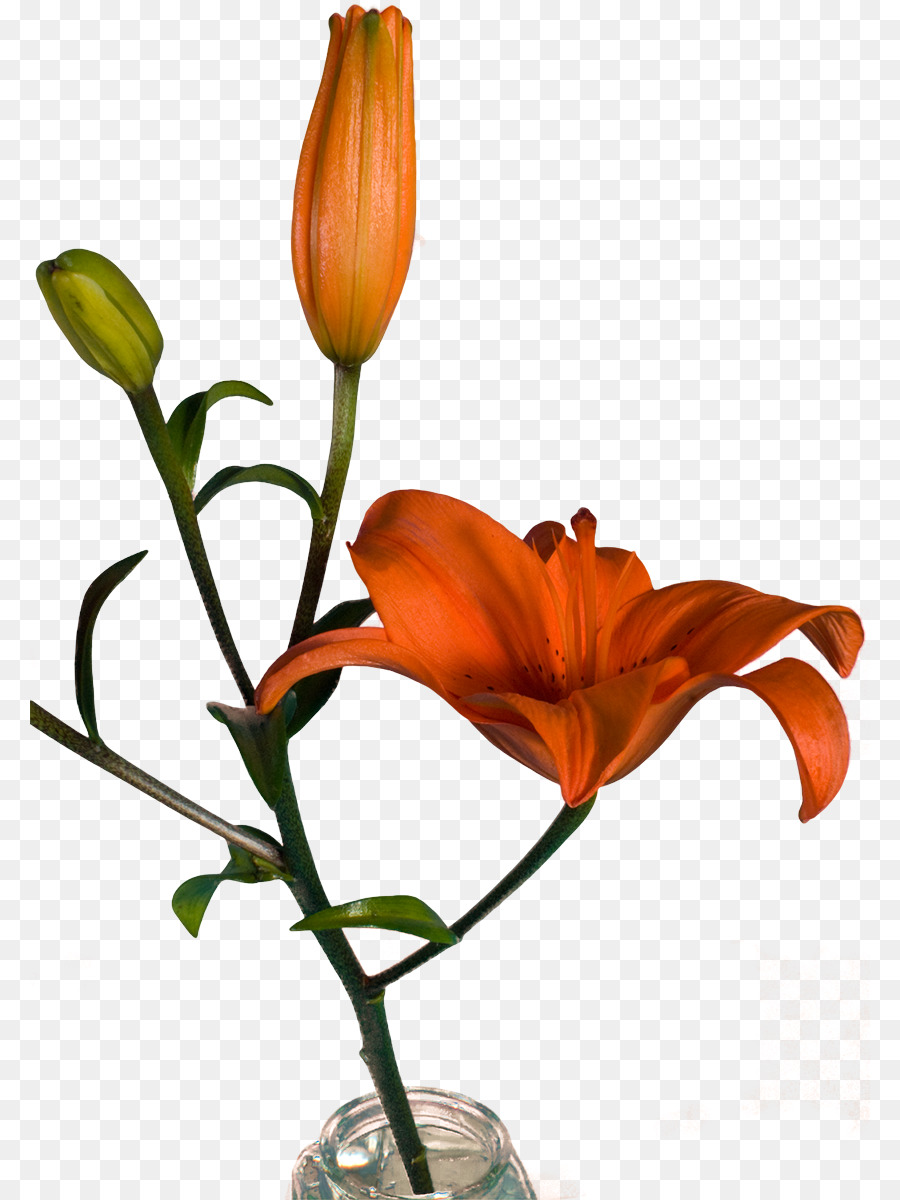 Design Floral，Vaso PNG