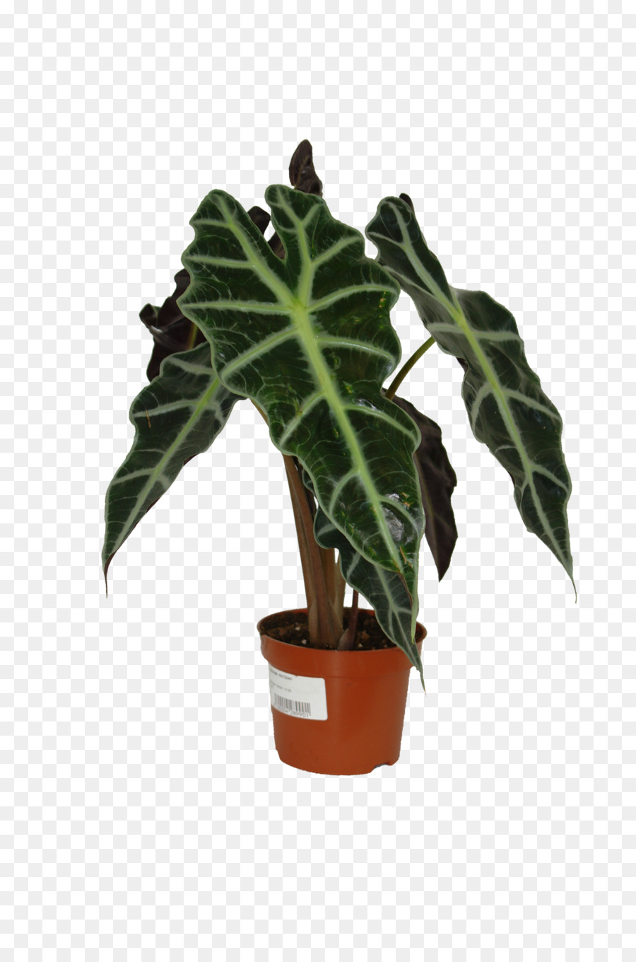 Planta Em Vaso，Planta De Casa PNG