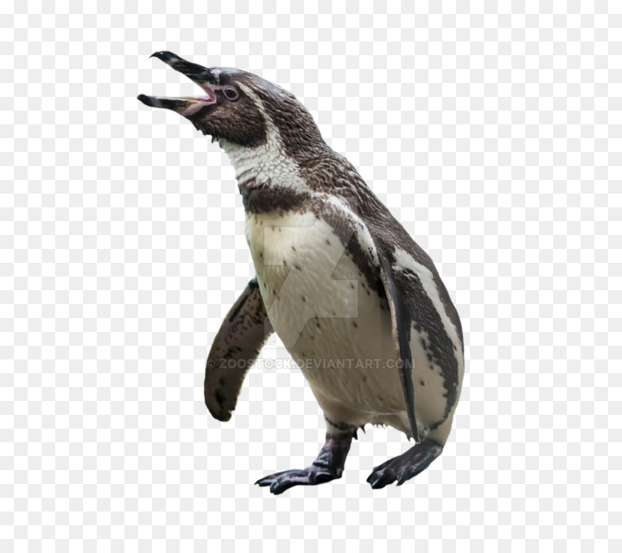 Penguin，Aves PNG