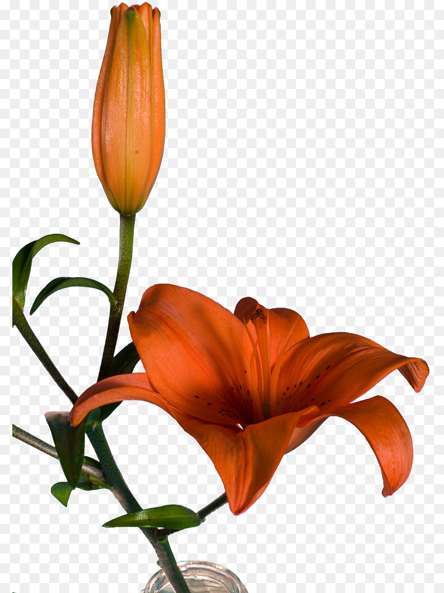 Flores De Corte，Flor PNG