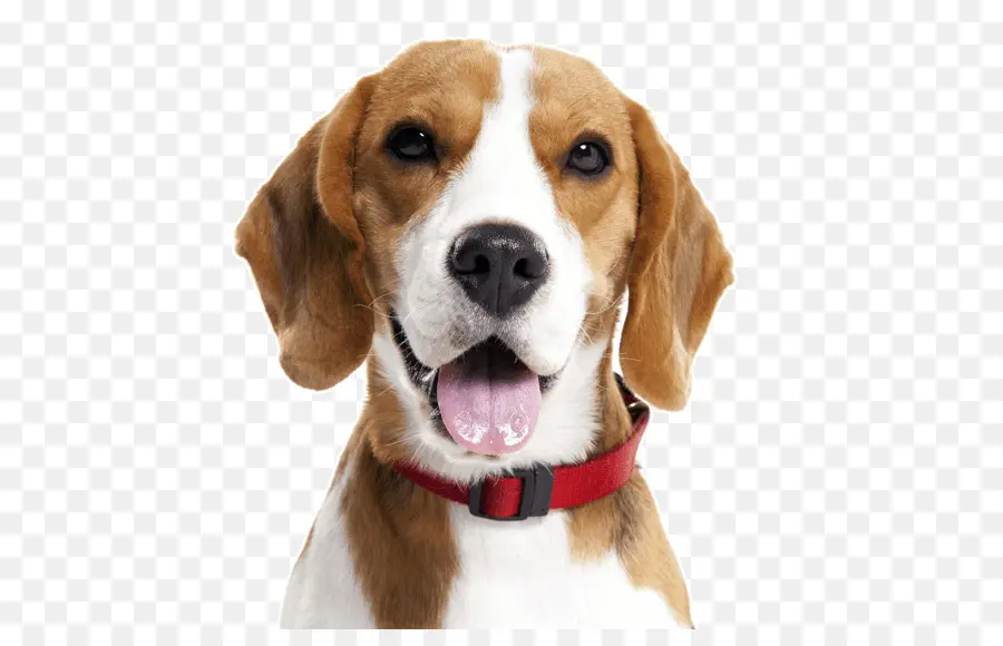 Beagle，Fio De Cabelo Fox Terrier PNG