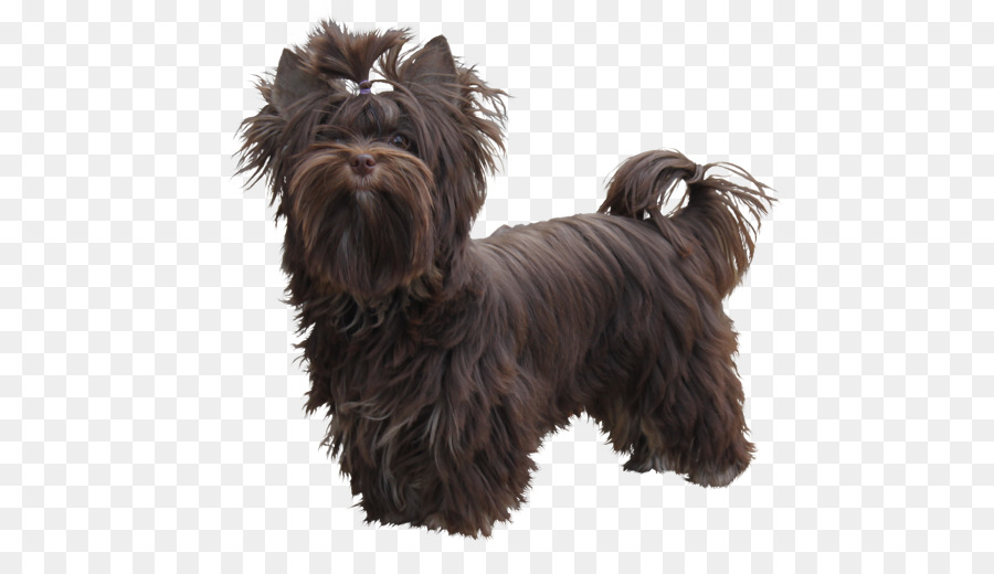 Cairn Terrier，Yorkshire Terrier PNG