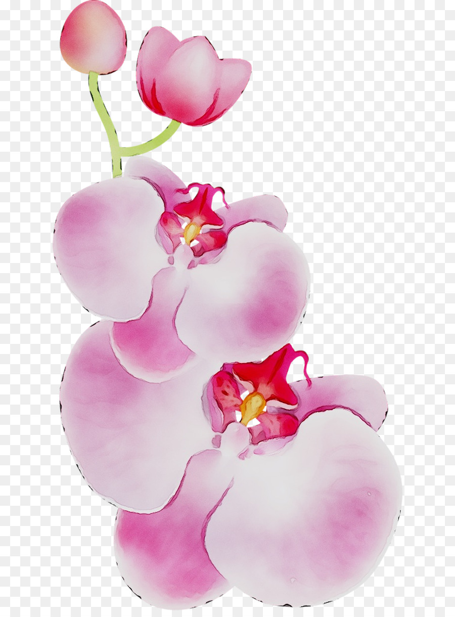 Orquídeas Rosa，Pétalas PNG