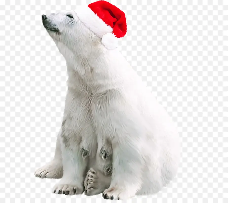 Urso Polar，Chapéu De Papai Noel PNG