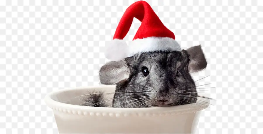 Christmas Day，Hamster PNG