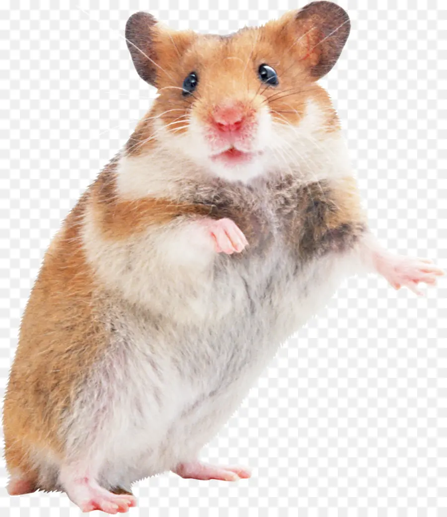 Hamster，Gerbil PNG