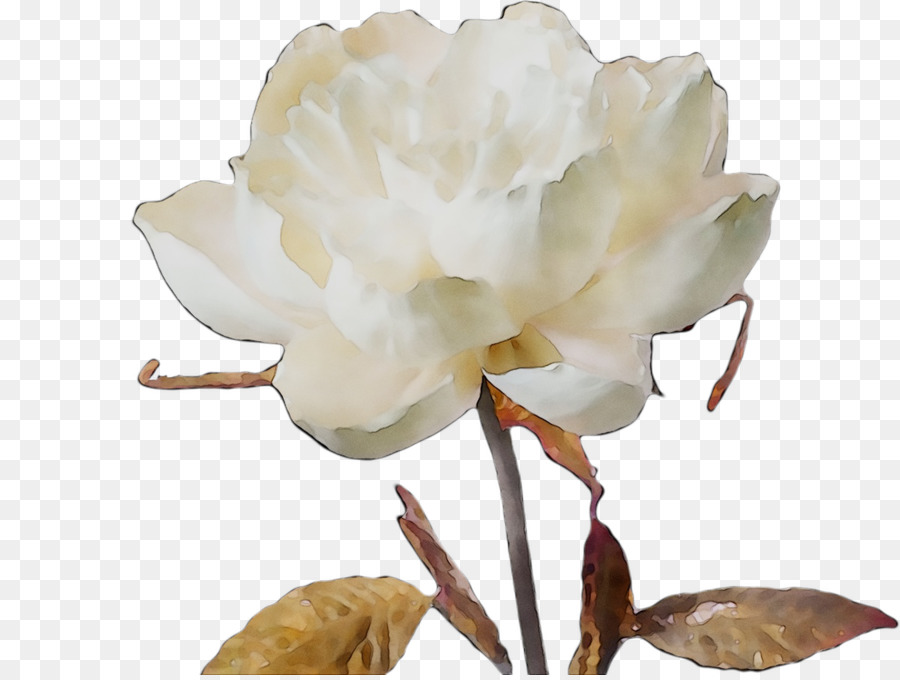 Flores De Corte，Magnolia Família PNG