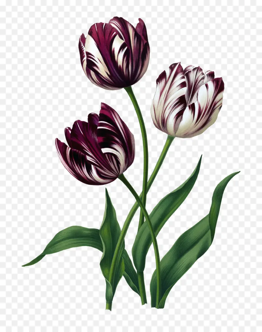 Tulipas，Primavera PNG